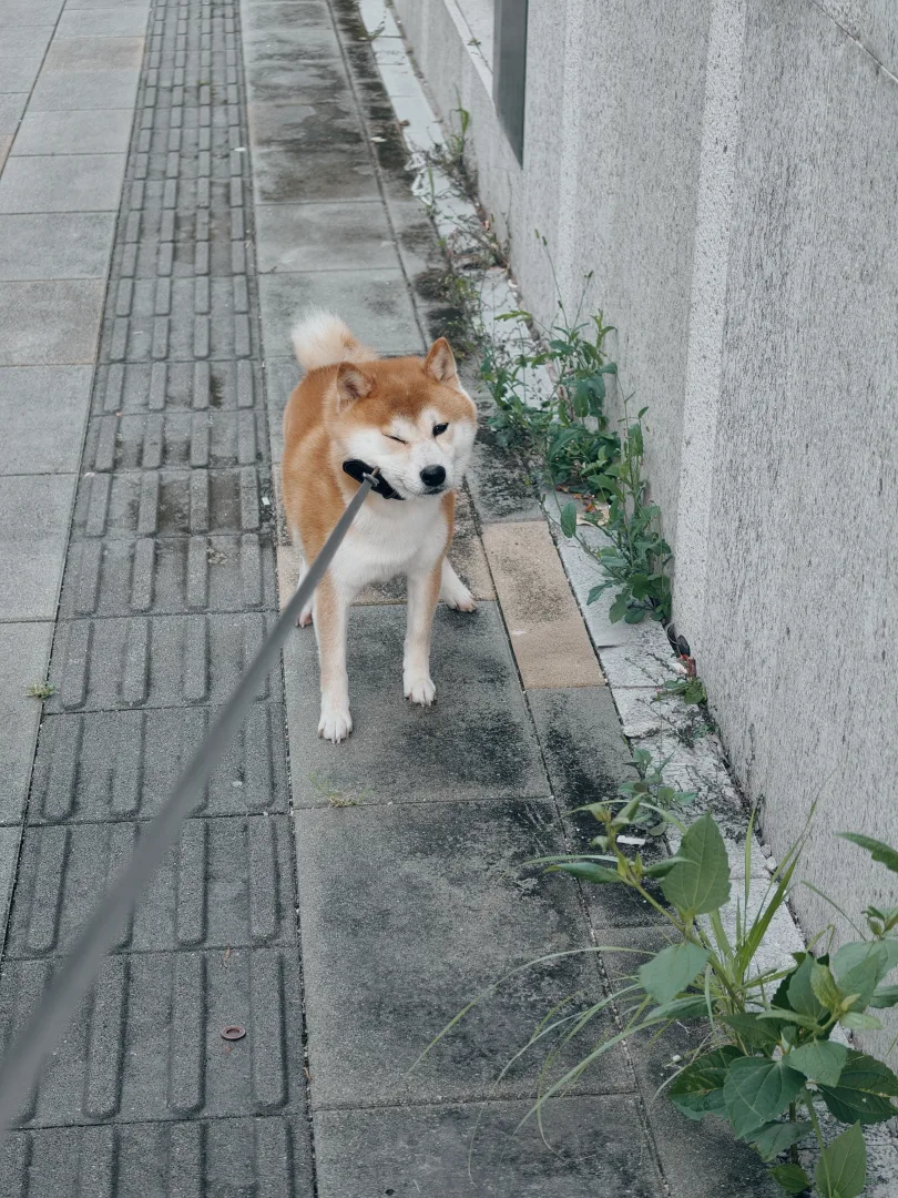 Aigo the Shiba Inu standing on a sidewalk during a walk