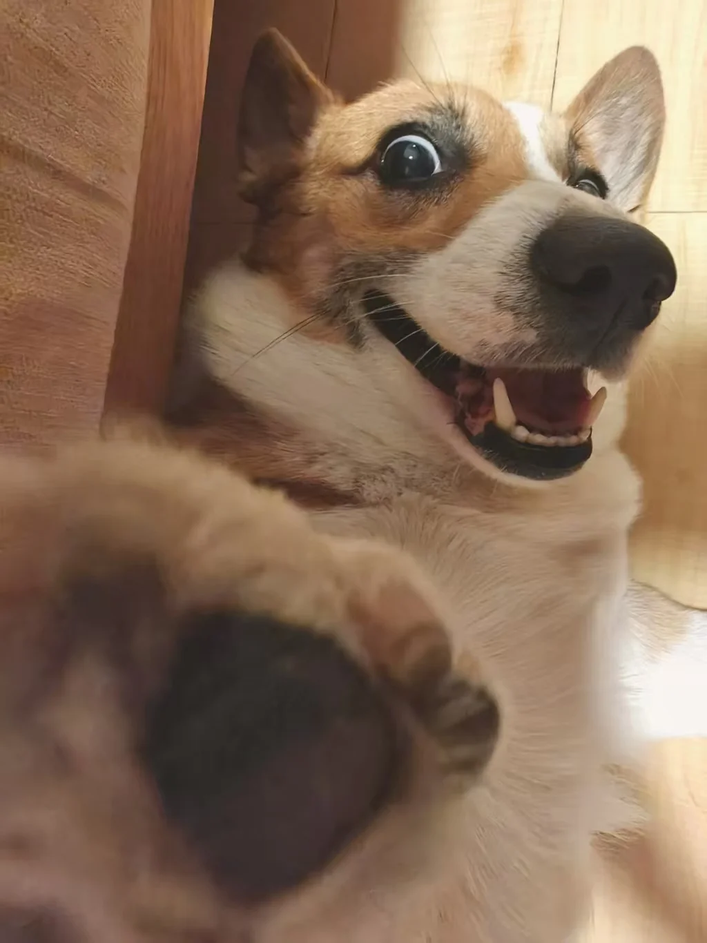 98K the Corgi smiling in a close-up photo