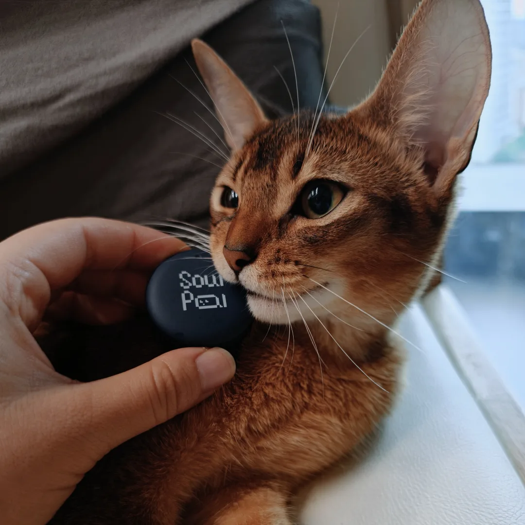 Abyssinian cat beside a SoulPal hardware prototype