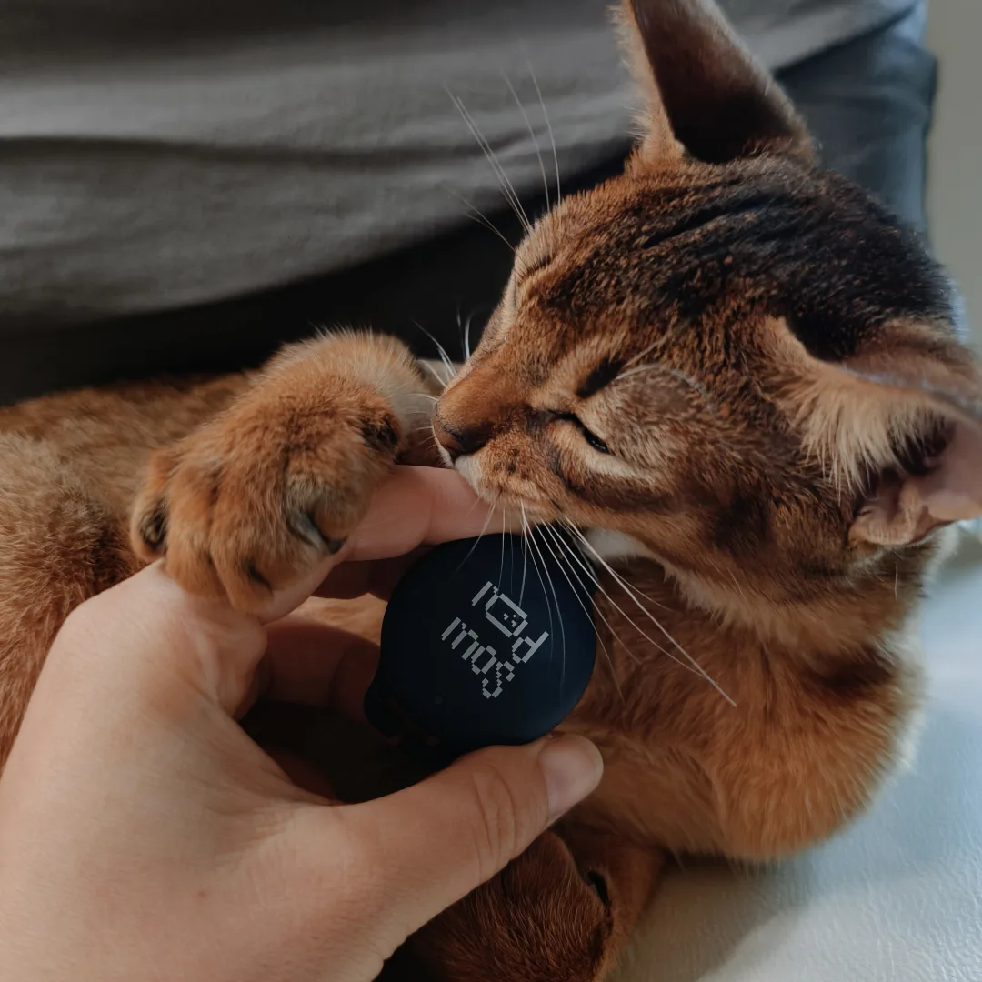 Abyssinian cat resting with a SoulPal hardware prototype