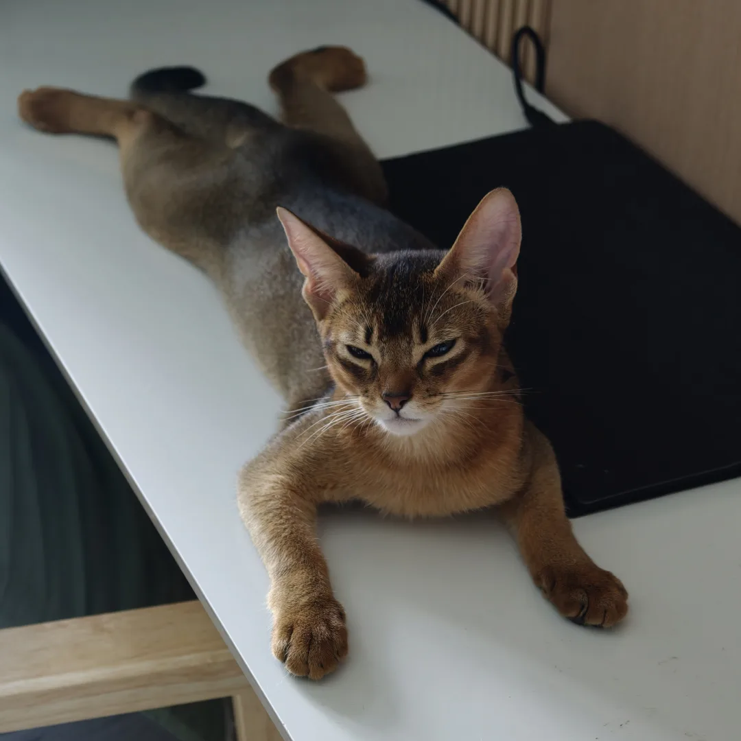 Yufen the Abyssinian cat stretching across a desk